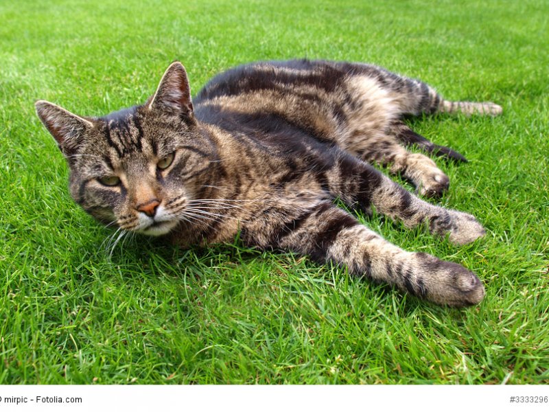 Eine Europäisch Kurzhaar im Freigang