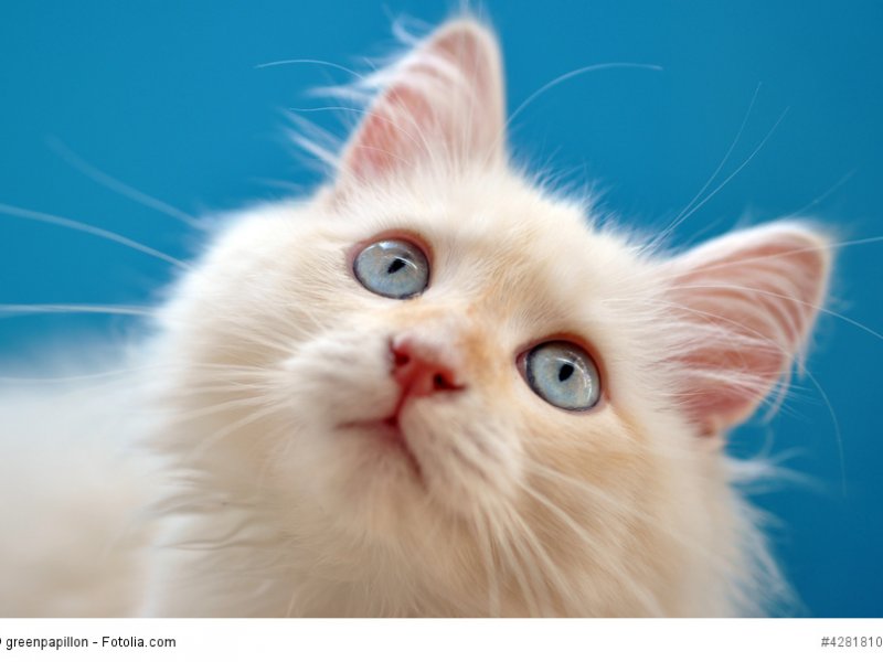 Kitten einer Halblanghaarkatze