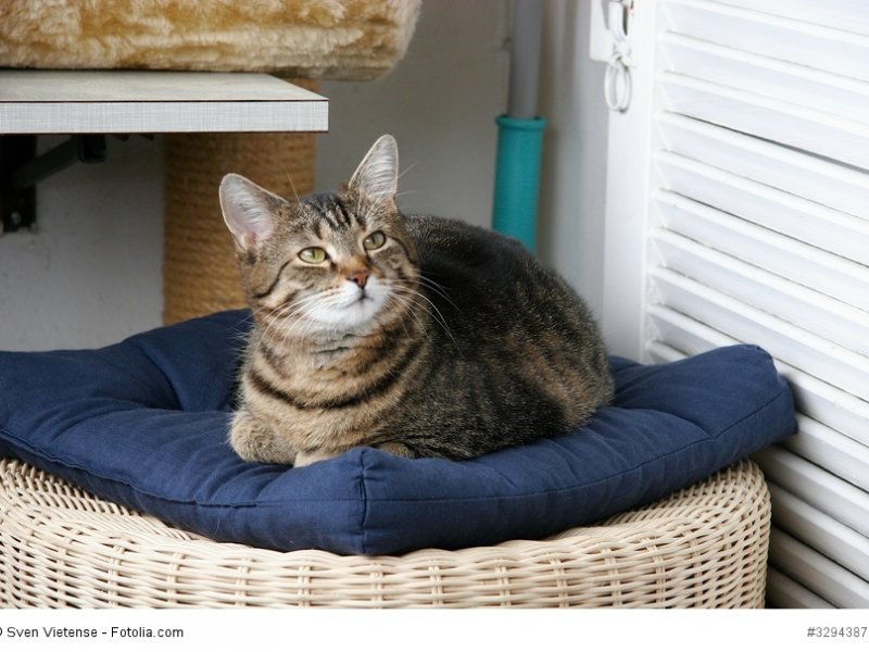 Europäisch Kurzhaar genießen wie alle Katzen gerne ihr Leben