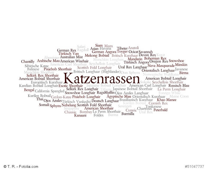 Textwolke aus den Katzenrassen