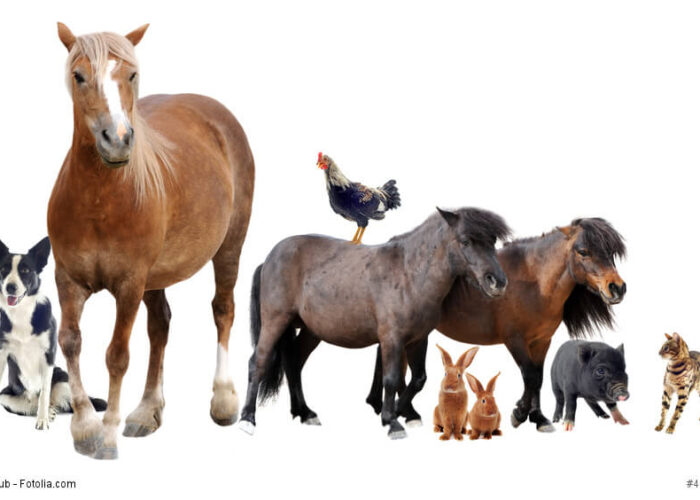 Haustier-Ranking 2023: Diese Tiere sind die klaren Favoriten in Deutschland