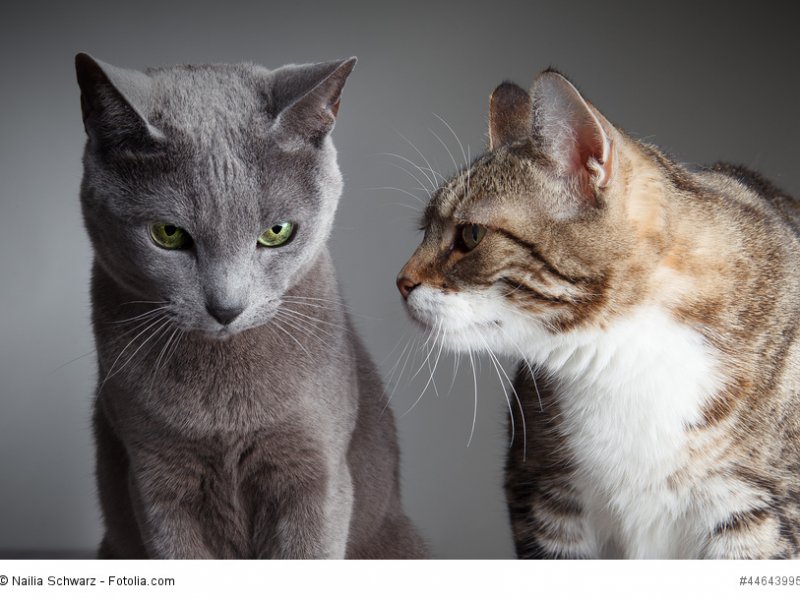 Russisch Blau und Europäisch Kurzhaar