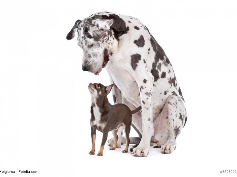 Großer Hund und keiner Hund
