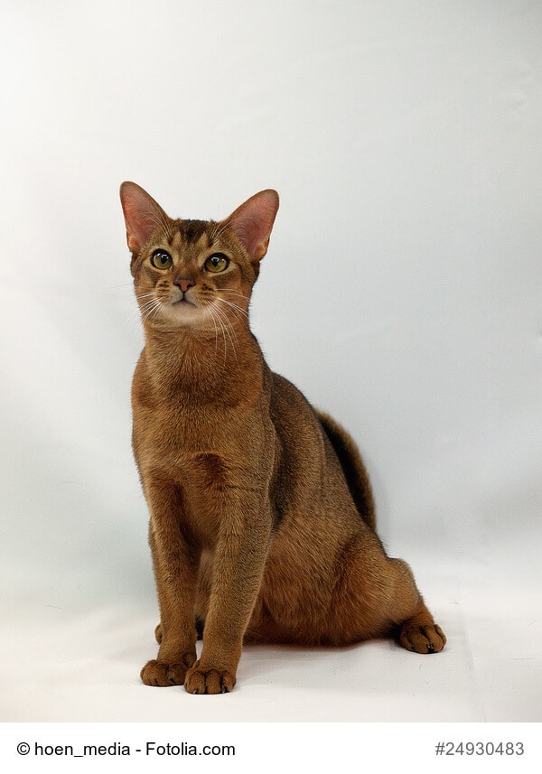 Sitzende Abessinier Katze , Kurzhaarrassen
