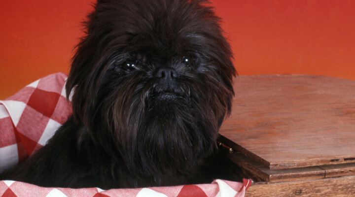Affenpinscher