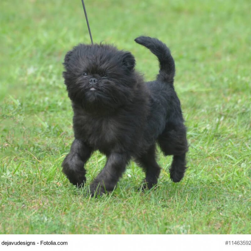 Kleiner, junger Affenpinscher auf Wiese