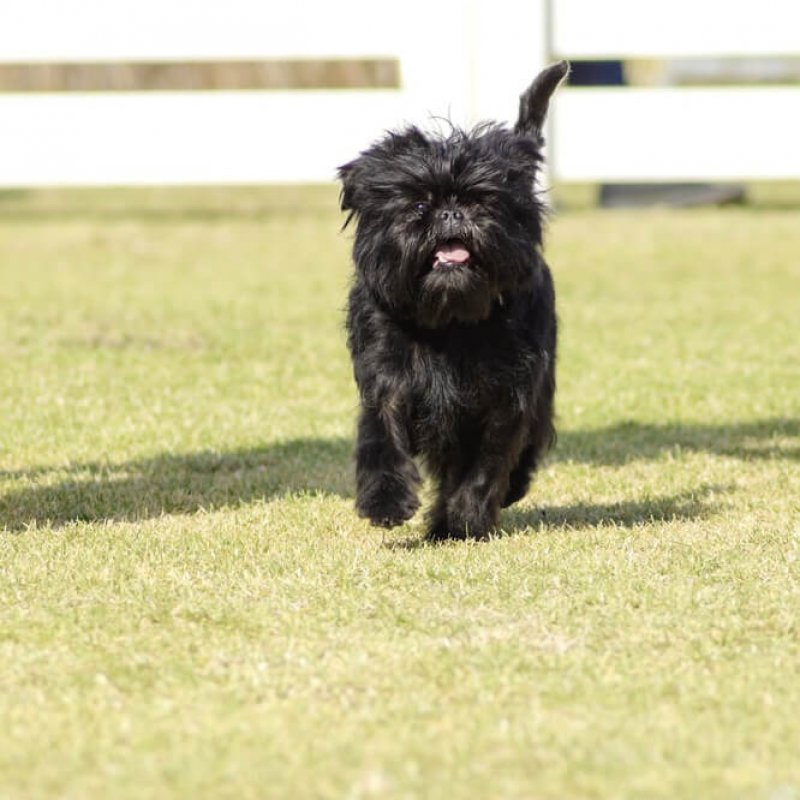 Junger Affenpinscher frontal Fotografiert