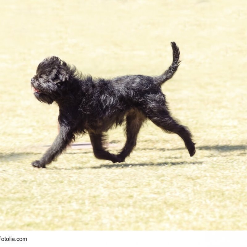 Affenpinscher im Lauf