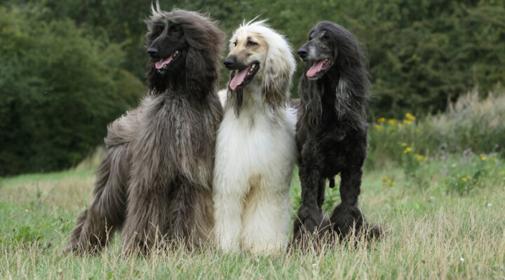 Afghanischer Windhund