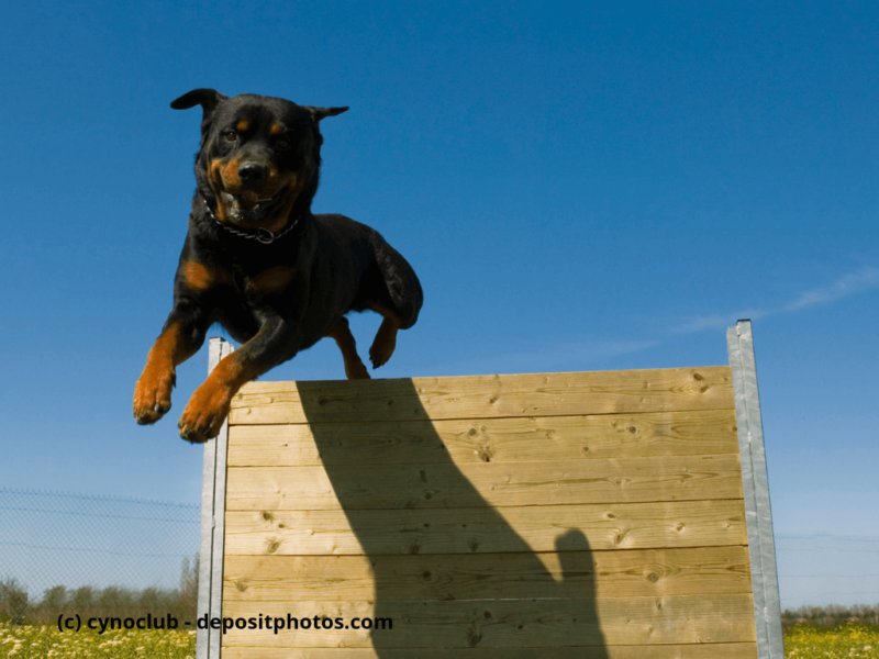 Agility mit einem reinrassiger Rottweiler
