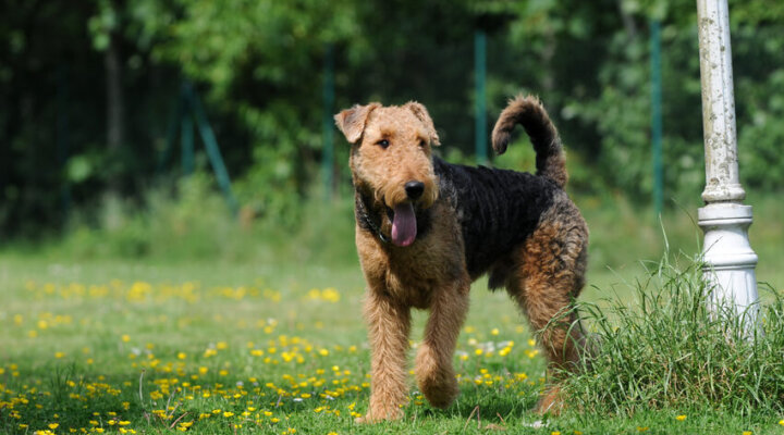 Airedale-Terrier 