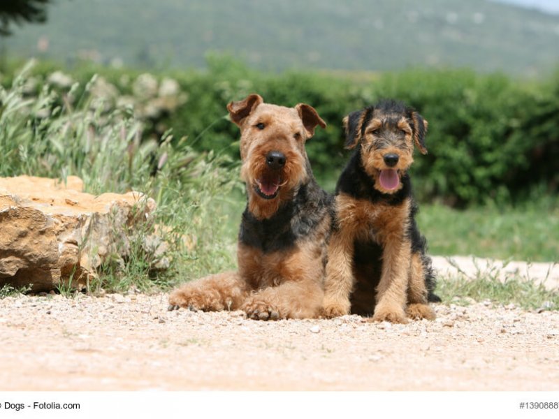 Airedale-Terrier jung und alt