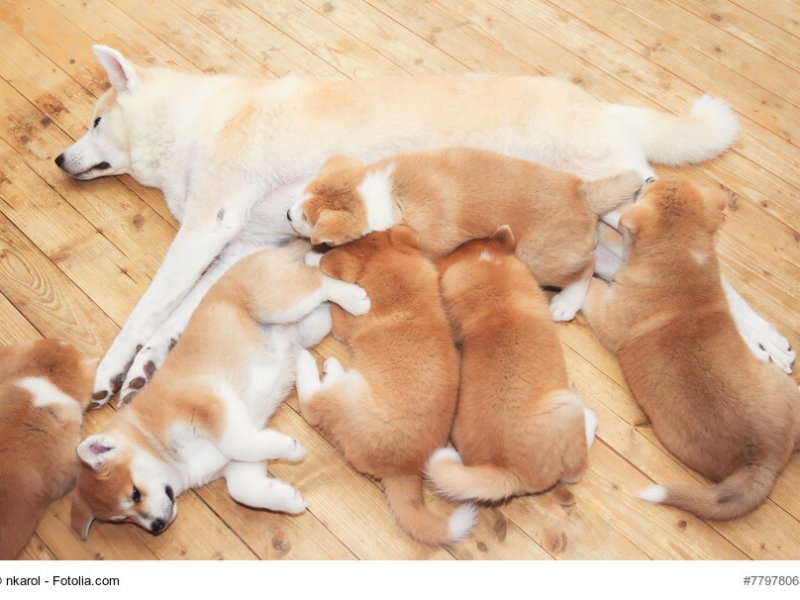 Akita-Inu Mama füttert sechs Welpen