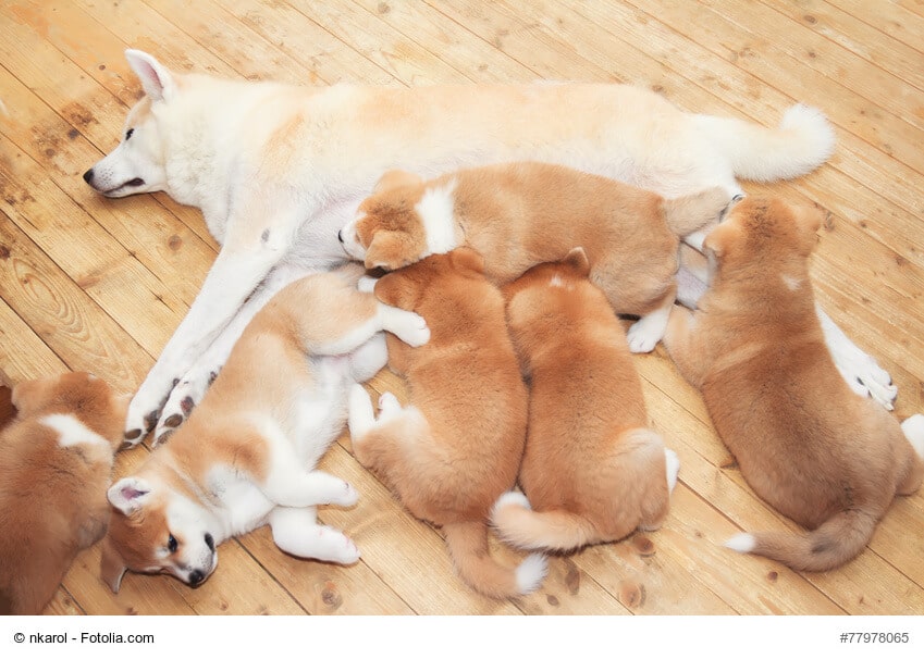 6 zwei Monate alte Akita-Inu Welpen mit ihrer Mutter