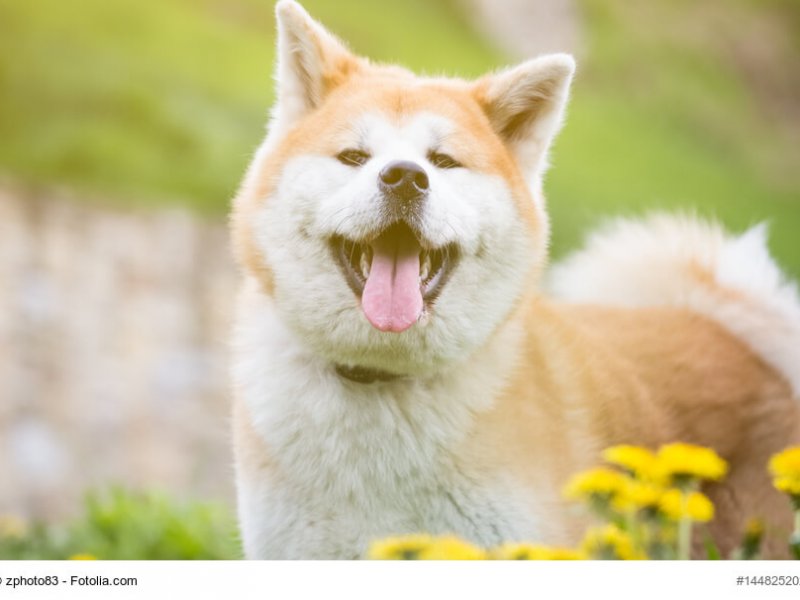 Akita-Inu Portrait