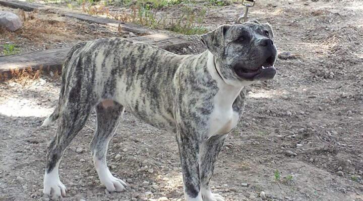 Alapaha Blue Blood Bulldog