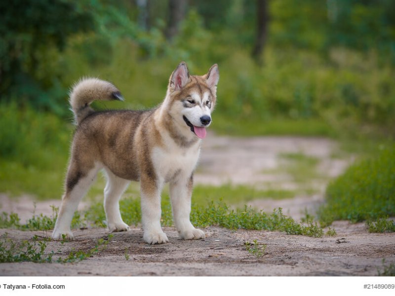 Alaskan Malamute Junghund stehend