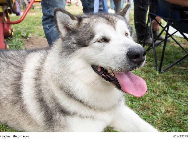 Alaskan Malamute Portrait
