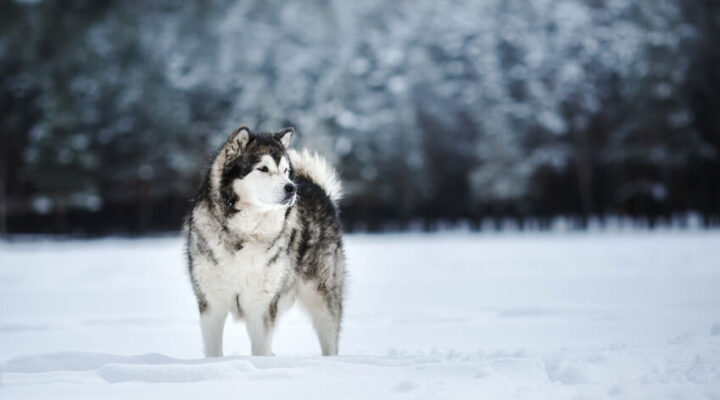 Alaskan Malamute