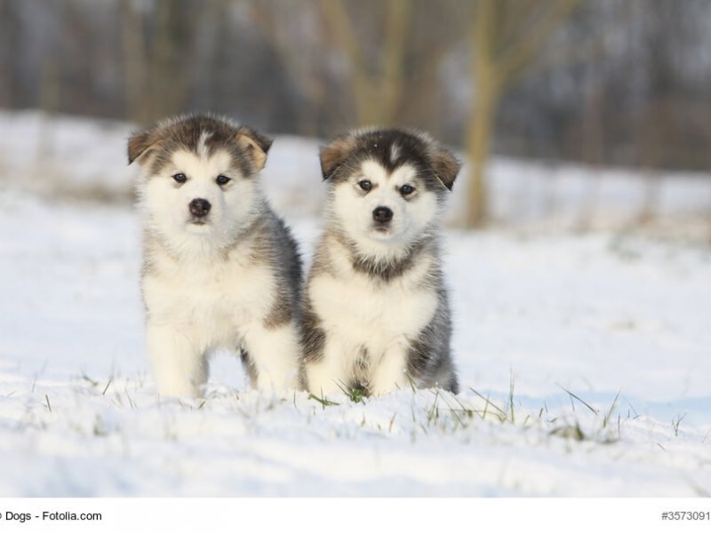 Alaskan Malamute Welpen im Schnee