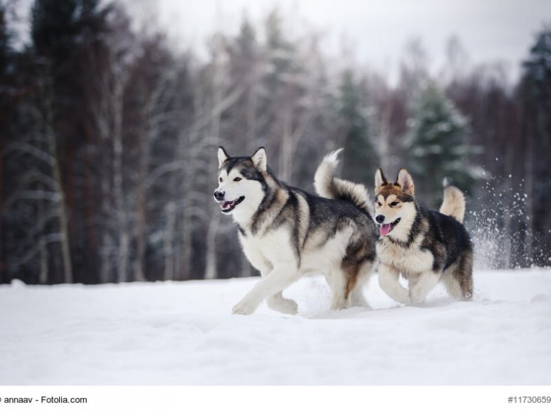 Zwei Alaskan Malamute im Schnee