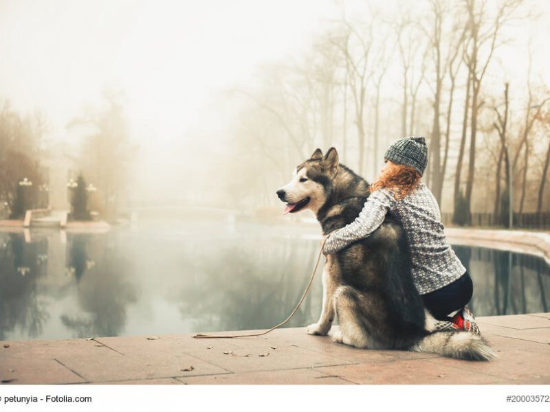 Alaskan Malamute mit Mädchen