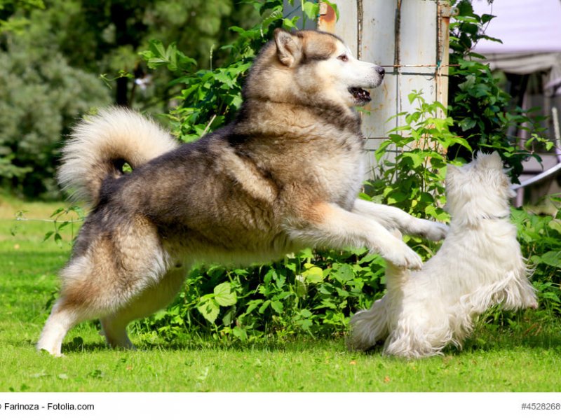 Alaskan Malamute spielt mit anderem Hund