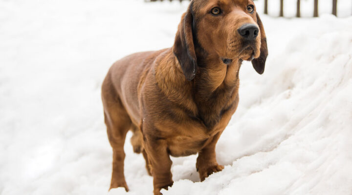 Alpenländische Dachsbracke