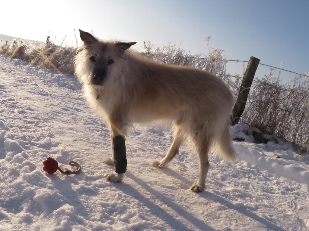 Physiotherapie für alte Hunde - Heller, stehender Hund mit Ball und Verband am Vorderbein, dem man durch sein Fell und die raue Schnauze sein fortgeschrittenes Alter ansieht.