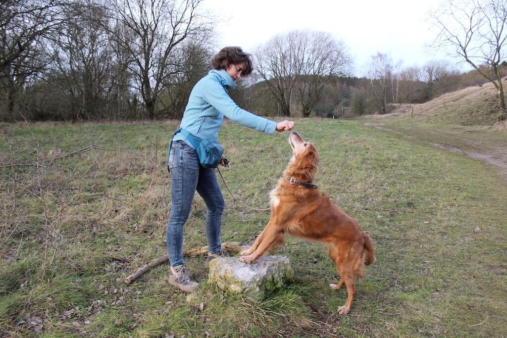 Hund steht mit den Vorderbeinen auf einem Stein und Frauchen hält ein Leckerchen mit Abstand über den Hund. Damit der Hund das Leckerchen erreicht, muss er sich strecken.