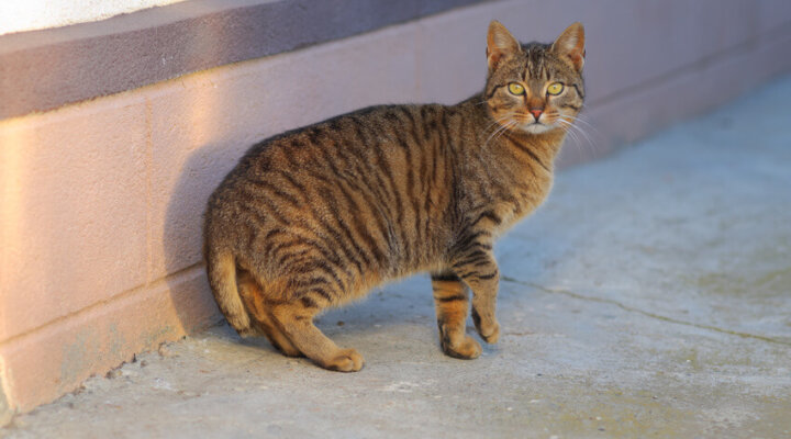 American Bobtail (Kurzhaar)