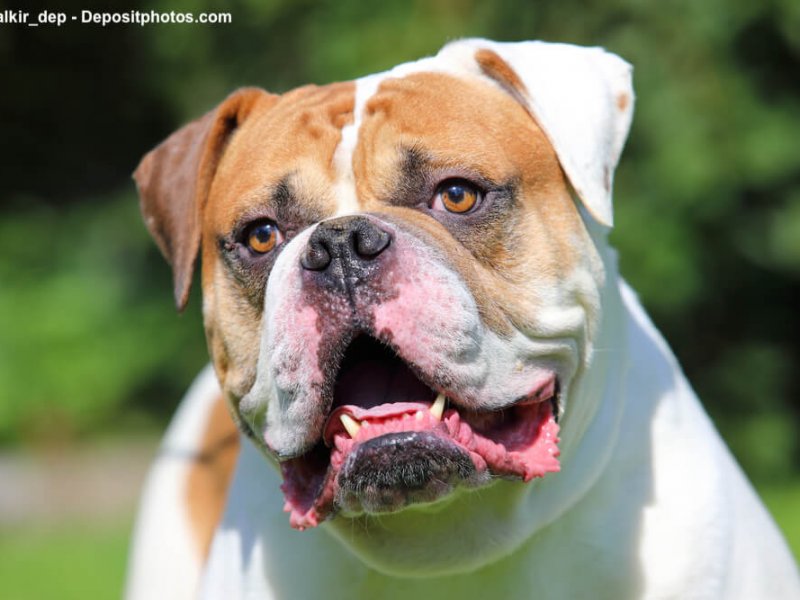 American Bulldog Porträit