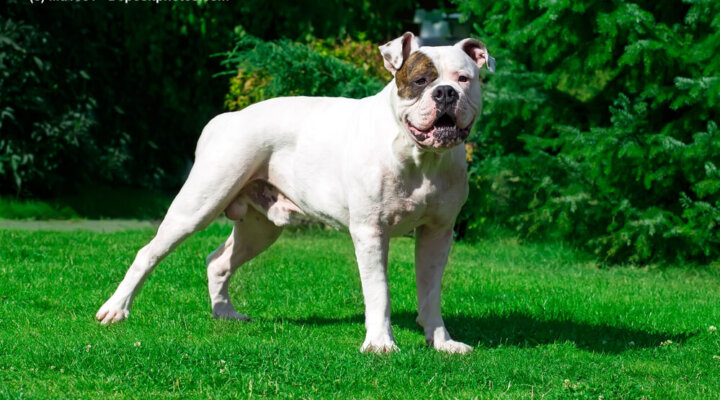 American Bulldog