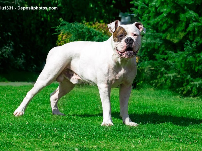 American Bulldog Steckbrief