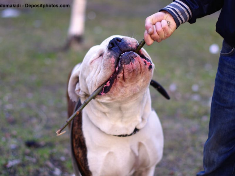 American-Bulldog-gebiss