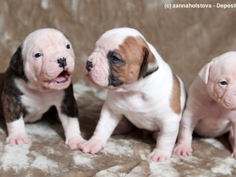 American Bulldog Welpen