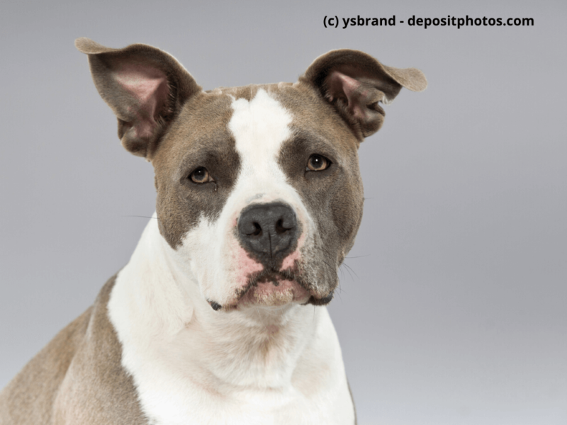 American Pit Bull Terrier Portrait, braun mit weißen Flecken
