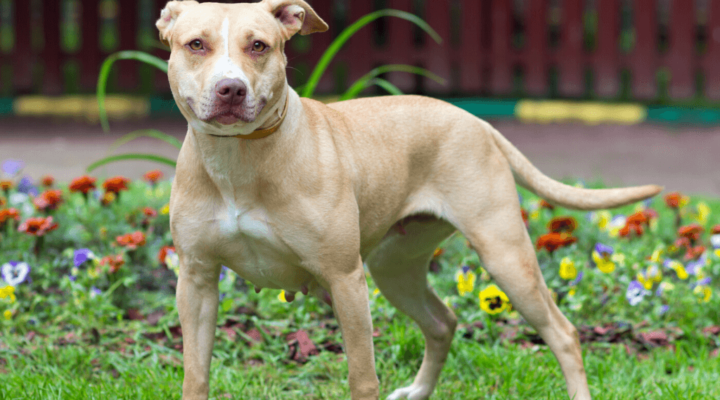 American Pit Bull Terrier