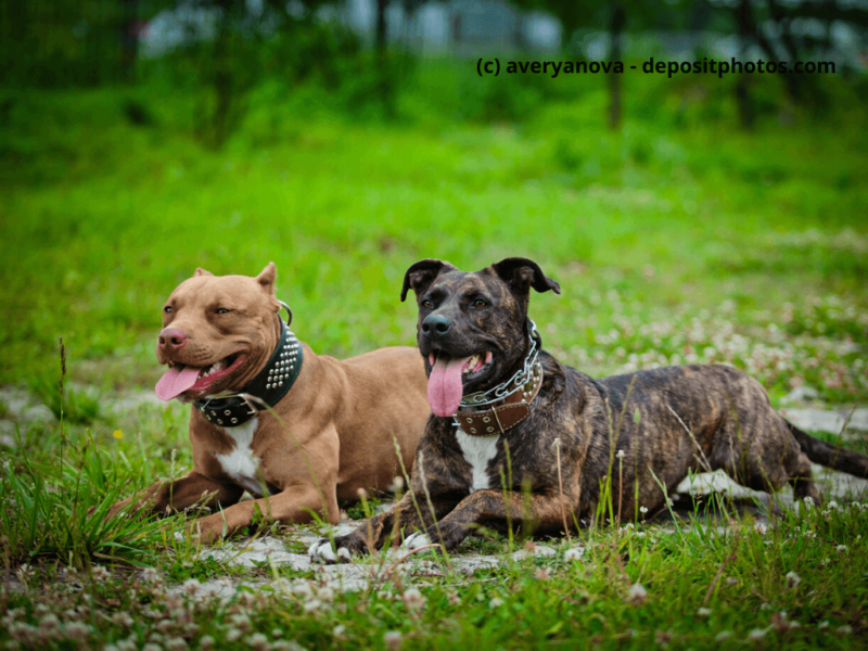 American Pit Bull Terrier liegen im Gras