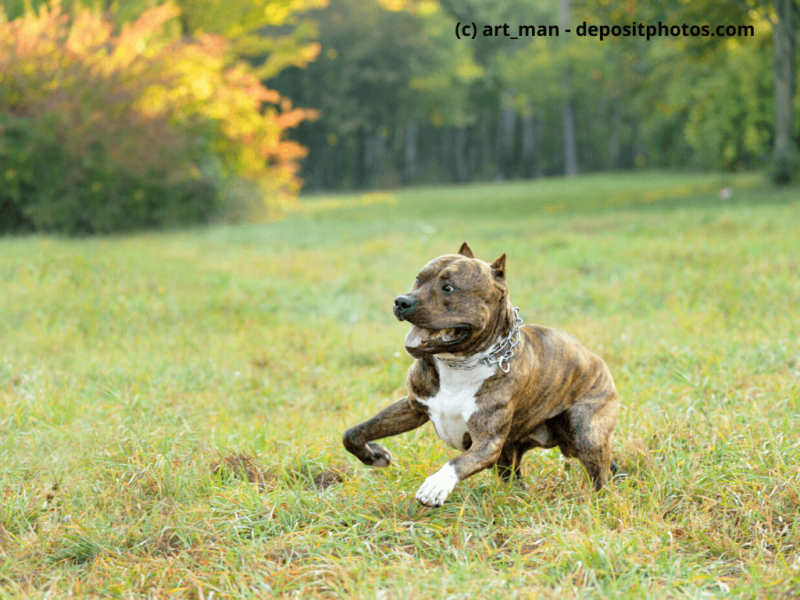 American Pit Bull Terrier rennt über eine Wiese