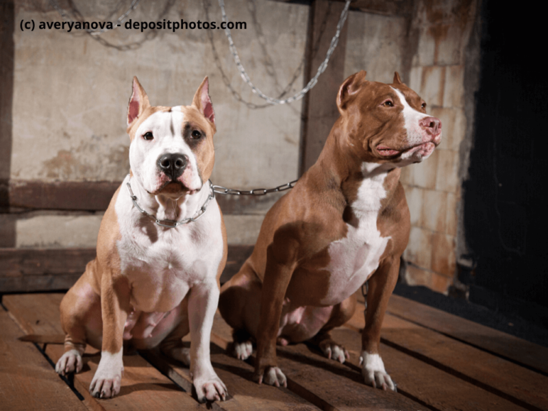 American Pit Bull Terrier sitzen im Studio