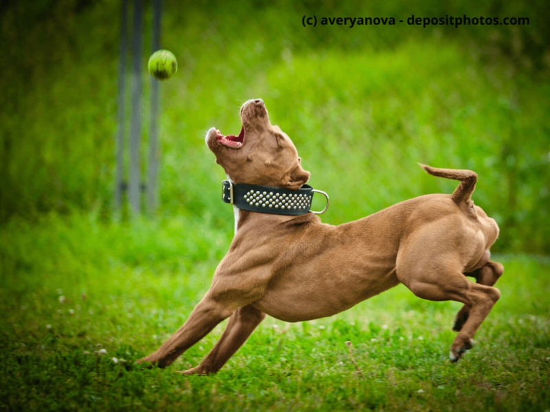 American Pit Bull Terrier spielt auf einer Wiese mit dem Ball
