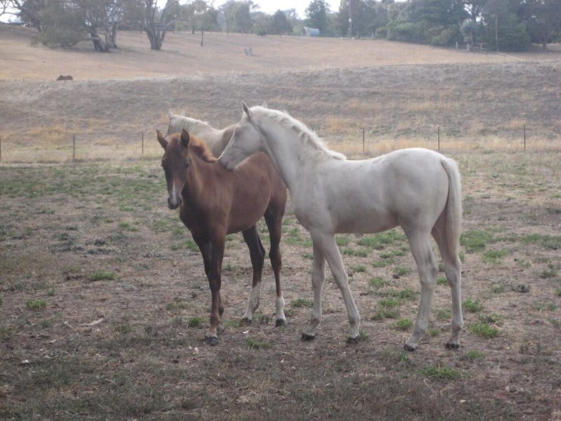 American-Saddlebred-Fohlen