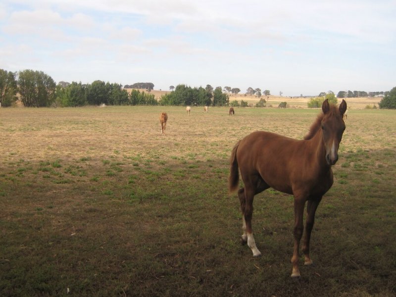 American-Saddlebred-Fohlen-Weide