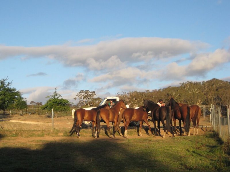 American-Saddlebred-Fuetterung