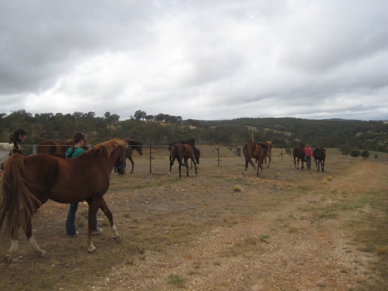 American-Saddlebred-Herde