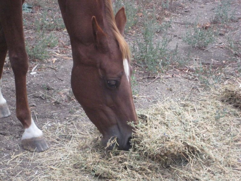 American-Saddlebred-Portrait