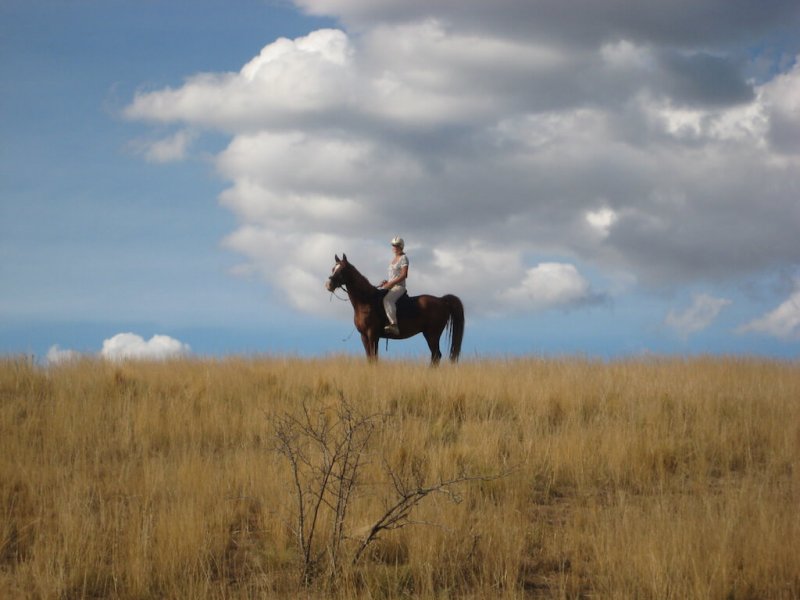 American-Saddlebred-Reiterin