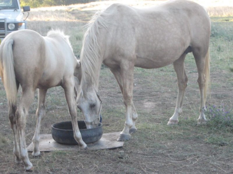 American-Saddlebred-Stute-Fohlen