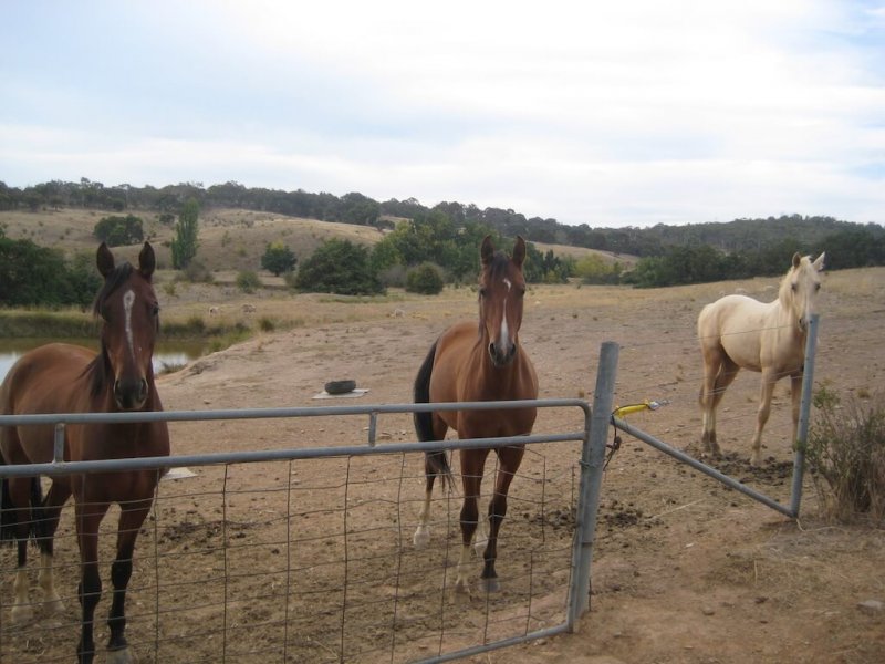 American-Saddlebred-Weide